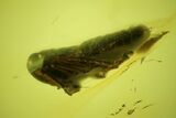 Detailed Fossil Cicada Larva (Auchenorrhyncha) In Baltic Amber #197721-1